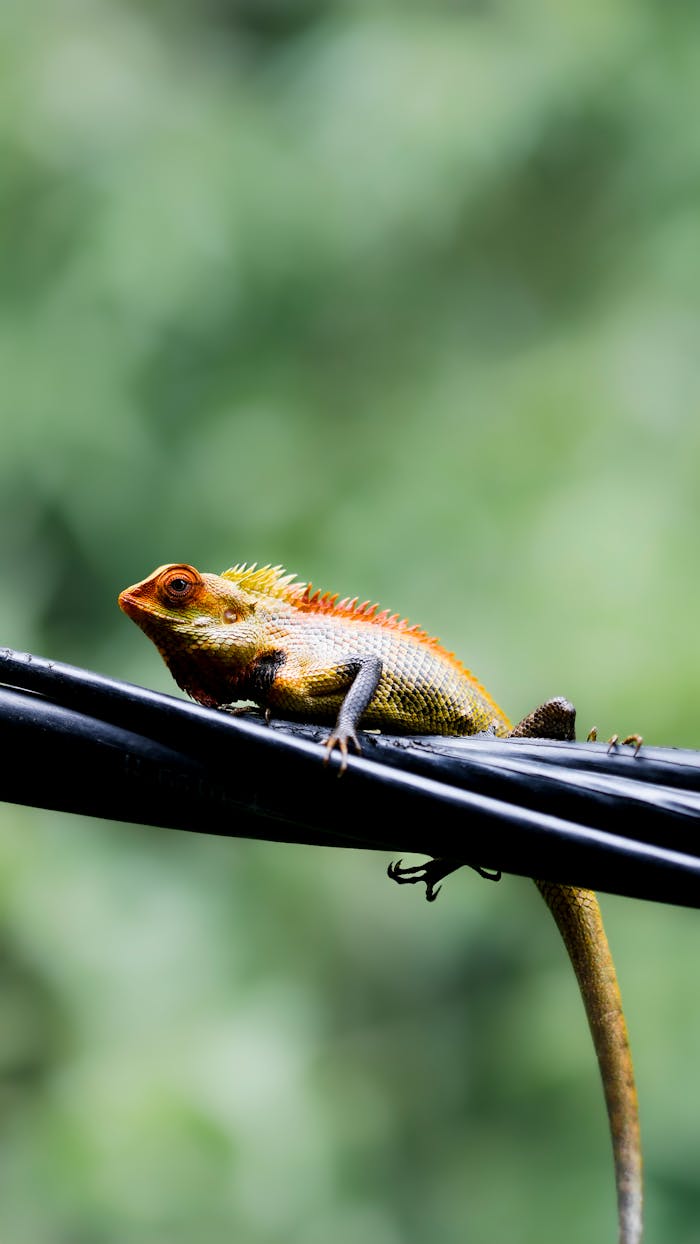 Close-up of a colorful chameleon perched on a wire in nature.